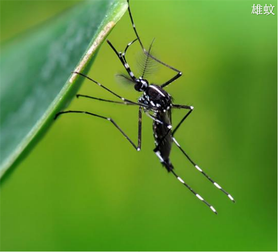 預防登革熱，小心白紋伊蚊